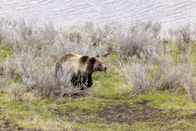 Grizzly Bear May 2025